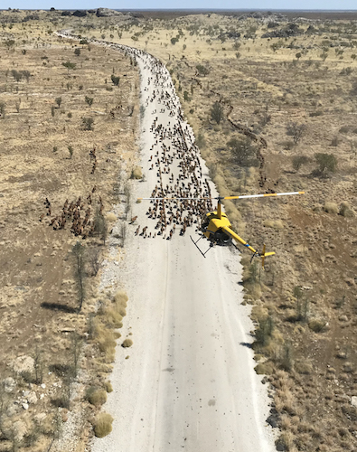 R22 Mustering Cattle R22 Mustering Cattle